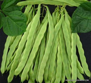 Семена за Фасул Algarve F1 (Алгарве F1) – Много ранен вейков хибрид