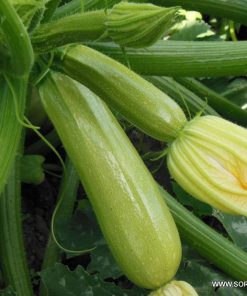 Тиквички Ardendo 174 F1 (Ардендо 174 F1) – Еталон за лятно производство