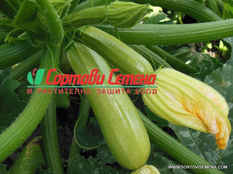 Тиквички Ardendo 174 F1 (Ардендо 174 F1) – Еталон за лятно производство