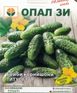 Сортови семена за Бейби корнишони Титус F1 – Малкият гигант за хрупкава зимнина!
