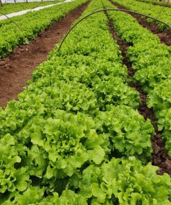 Салата Bonalisa (Боналиса) – Компактна за целогодишен добив