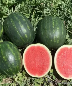 Дини Cracker Jack F1 (Кракър Джак F1) – Безсеменният хибрид с изключителен вкус