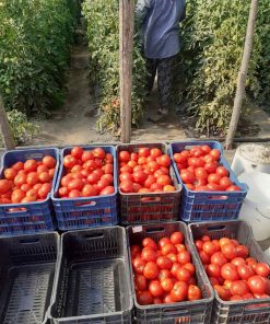 Сортови семена за Домати Наслада F1 – Истинско удоволствие във всяка хапка!