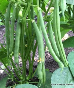 Семена за Фасул Stanley F1 (Стенли F1) – Зелен, цилиндричен, изключително продуктивен хибрид