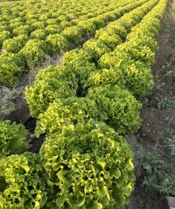 Салата Frisardi F1 (Фрисади F1) – Балансиран растеж и отлична трайност