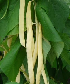 Семена за Фасул Goldfield F1 (Голдфийлд F1) – Жълт, вейков хибрид