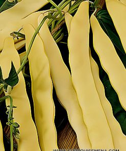 Семена за Фасул Goldfield F1 (Голдфийлд F1) – Жълт, вейков хибрид