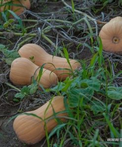 Тиква Matilda F1 (Матилда F1) – Максимална сладост