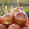 Лук Nogal F1 (Ногал F1) – Златен хибрид и дълго съхранение