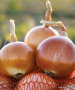 Лук Nogal F1 (Ногал F1) – Златен хибрид и дълго съхранение