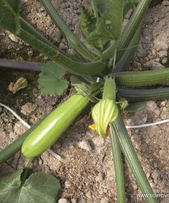 Тиквички Nour F1 (Нур F1) – Отлична устойчивост