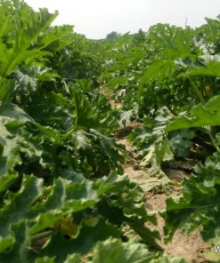 Тиквички Nour F1 (Нур F1) – Отлична устойчивост