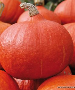 Тиква Orange Summer F1 (Оранж Съмър F1) – Ранен добив