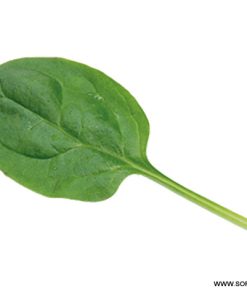 Спанак Acadia F1 (Акадия F1) – Отлична трайност