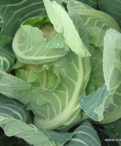 Семена за Карфиол Crenique F1 (Креник F1) – Надеждност и качество