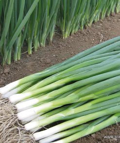 Лук за Зелено Kaigaro F1 (Кайгаро F1) – Бърз растеж