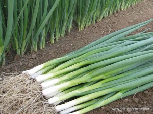 Лук за Зелено Kaigaro F1 (Кайгаро F1) – Бърз растеж