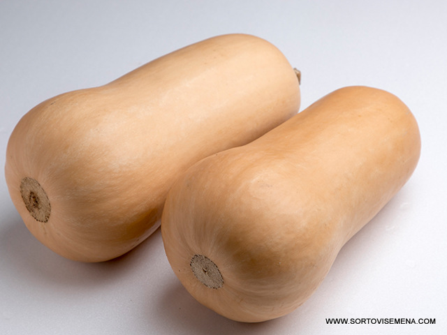 Тиква Havanna F1 (Хавана F1)