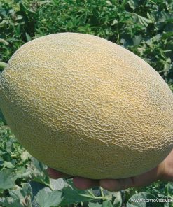 Пъпеш Ahlam F1 (Ахлам F1) – Тип Ананас