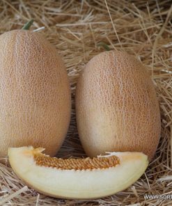 Пъпеш Ahlam F1 (Ахлам F1) – Тип Ананас