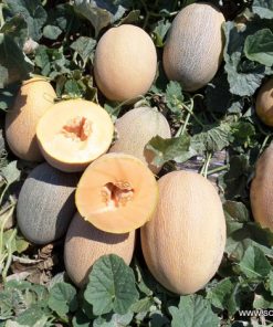 Пъпеш Ahlam F1 (Ахлам F1) – Тип Ананас