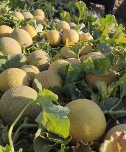 Пъпеш Romanostar 709 F1 (Романостар 709 F1) – Издръжлив, сладък и устойчив на жега