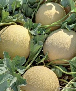 Пъпеш Romanostar 709 F1 (Романостар 709 F1) – Издръжлив, сладък и устойчив на жега