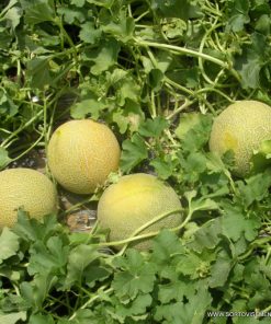 Пъпеш Romanostar 709 F1 (Романостар 709 F1) – Издръжлив, сладък и устойчив на жега