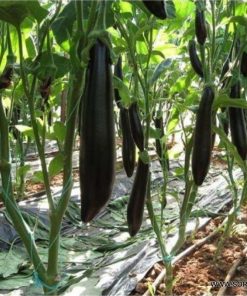 Патладжан Scarlatti F1 (Скарлати F1) – Дълъг, елегантен и продуктивен