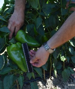 Сортови семена за Пипер Хисарска капия – Рекордьорът по едрина и добив!