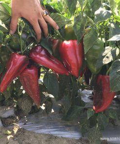 Сортови семена за Пипер Хисарска капия – Рекордьорът по едрина и добив!