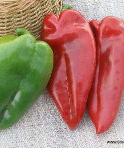 Сортови семена за Пипер Хисарска капия – Рекордьорът по едрина и добив!