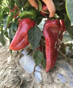 Сортови семена за Пипер Хисарска капия – Рекордьорът по едрина и добив!