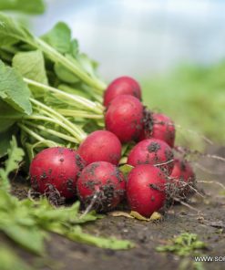 Репички Celesta F1 (Селеста F1) – Еталон за качество