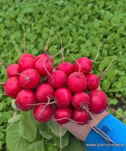 Репички Escala F1 (Ескала F1) – Хибрид за хладни периоди