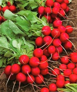 Репички Vienna F1 (Виена F1)