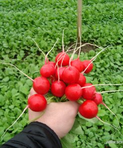 Репички Vienna F1 (Виена F1) семена