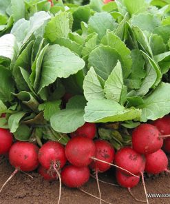 Репички Vienna F1 (Виена F1)