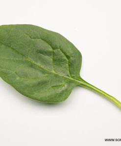 Спанак Escape F1 (Ескейп F1)- Новият, бързорастящ сорт