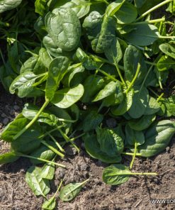 Спанак Acadia F1 (Акадия F1) – Отлична трайност