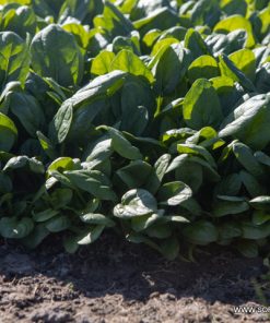 Спанак Acadia F1 (Акадия F1) – Отлична трайност