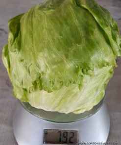 Салата Stylist F1 (Стилист F1) – Бърз растеж