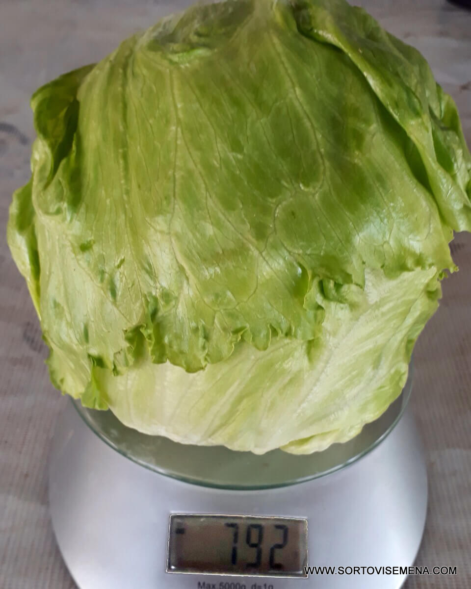 Салата Stylist F1 (Стилист F1) – Бърз растеж