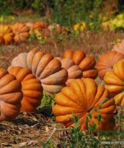 Тиква Muscat de Provence (Мускат де Прованс) – Пепеляшката на тиквите