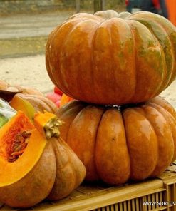 Тиква Muscat de Provence (Мускат де Прованс) – Пепеляшката на тиквите