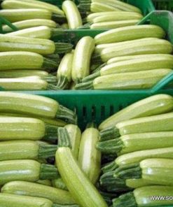 Тиквички Ismalia F1 (Исмалия F1) – Ранен добив