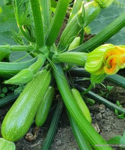 Тиквички Marcella F1 (Марчела F1) – Ранен добив