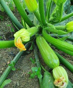 Тиквички Marcella F1 (Марчела F1) – Ранен добив