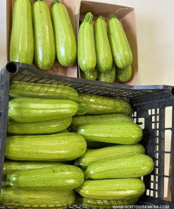 Тиквички Marcella F1 (Марчела F1) – Ранен добив