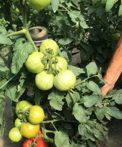 Сортови семена за Домати БГ Грамада F1 – Вкусът от градината на баба в модерна форма!